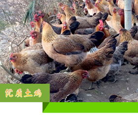 楊澤江農(nóng)產(chǎn)品供應(yīng)基地 中國(guó)惠農(nóng)網(wǎng)上的優(yōu)質(zhì)食用農(nóng)產(chǎn)品批發(fā)商